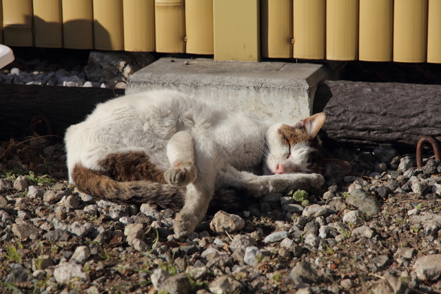 img0081.jpg