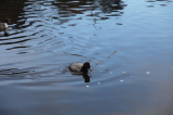 img0009.jpg